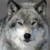 Wolf65