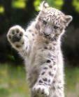 Leopardino