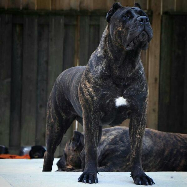 Presa canario.jpg