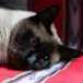 gattoz76