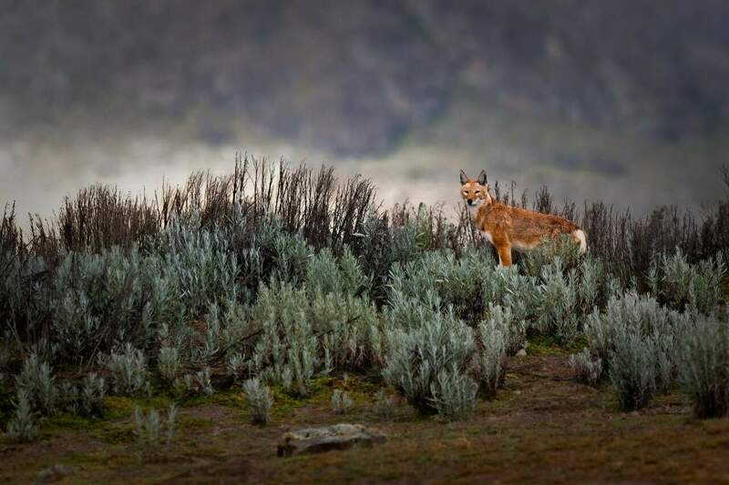 Ethiopian-Wolf---RM1_7408-1.thumb.jpg.198a208174ca1e6e7f385b00645c67b9.jpg