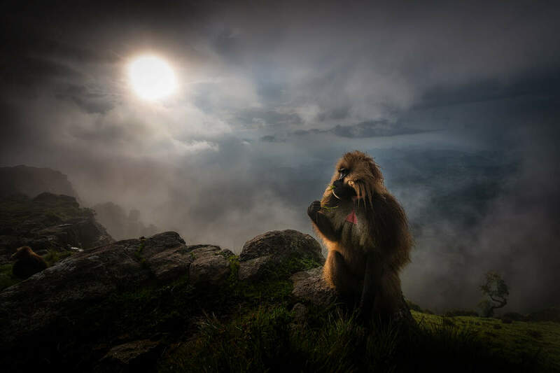 Gelada-Baboons---RM1_1325.thumb.jpg.4d34ca0ed1056eca6c29957e80671ea3.jpg