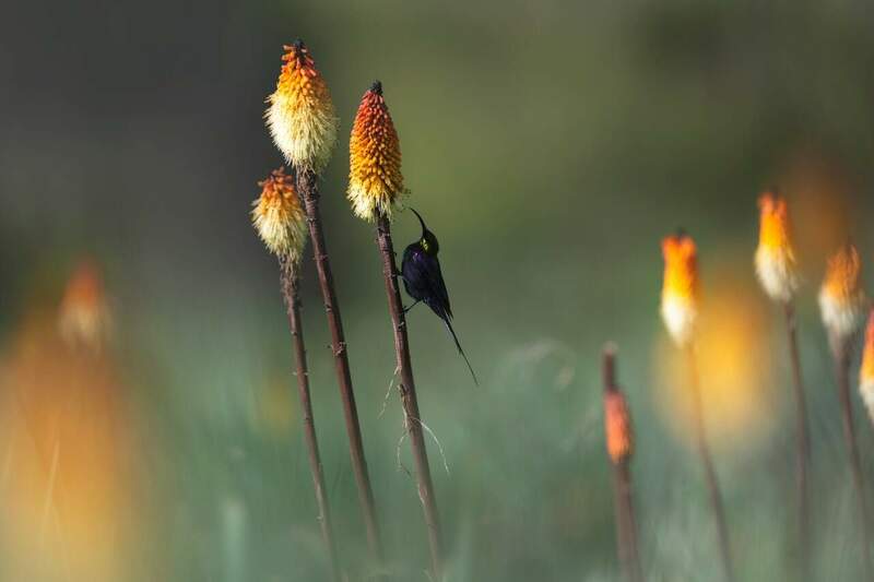 Tacazze-Sunbird-RM1_6627.thumb.jpg.848a8dfb25b166f1bdf82e7b6352f763.jpg