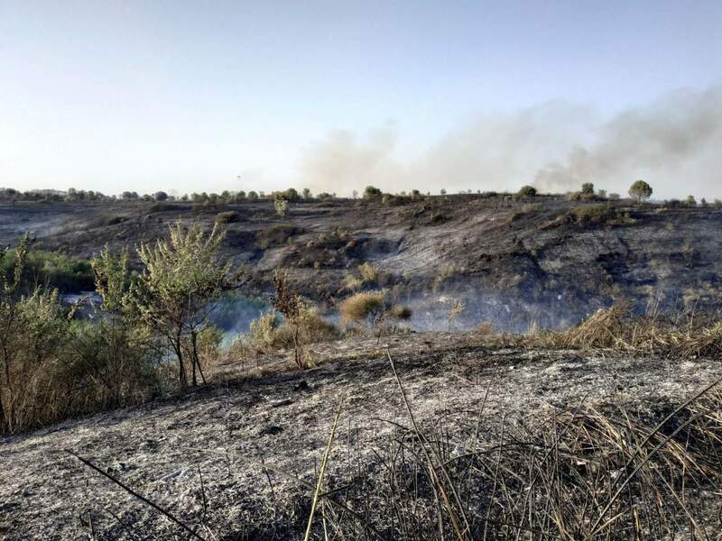 parco del pineto.jpg