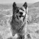 RockTheDog
