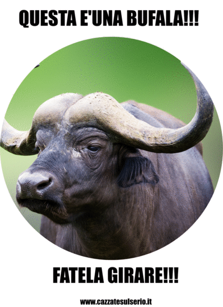 bufala.gif