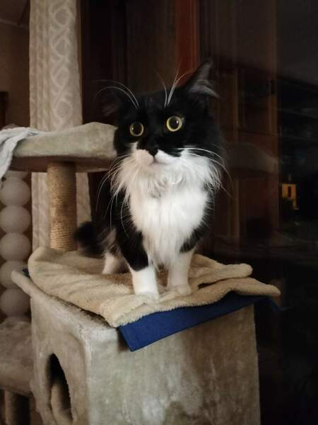 Silvestro cersione soetta notturna dic 2022.jpg