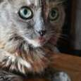 cicottino
