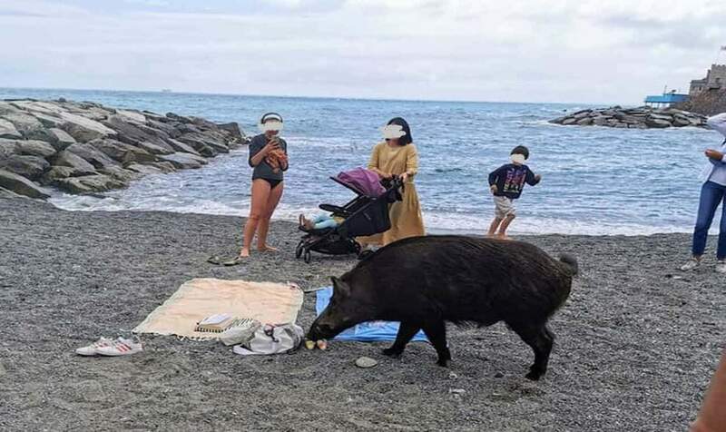 cinghiale-in-mezzo-ai-bagnanti-le-incredibili-immagini-dal-mare-in-liguria.thumb.jpg.eefb277740f87d190b0a302839cc241f.jpg