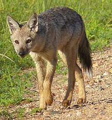 220px-Side-striped_Jackals_(Canis_adustus)-_rare_sighting_of_this_nocturnal_animal_..._(13799101285).jpg