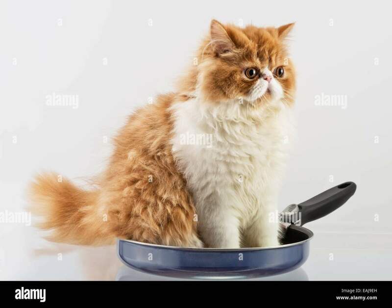il-bianco-e-il-rosso-persiano-gattino-domestico-si-siede-in-un-metallo-padella-eaj9eh.jpg