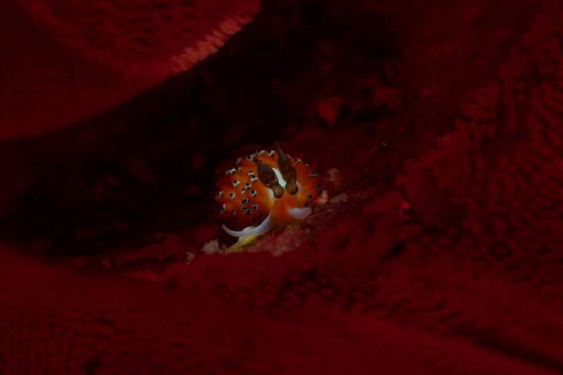 Favorinus tsuruganus - RM500993-1.jpg