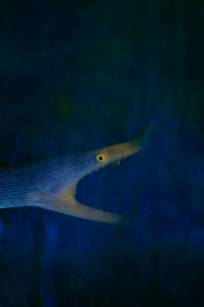 Ribbon Ell - RM501822-1.jpg