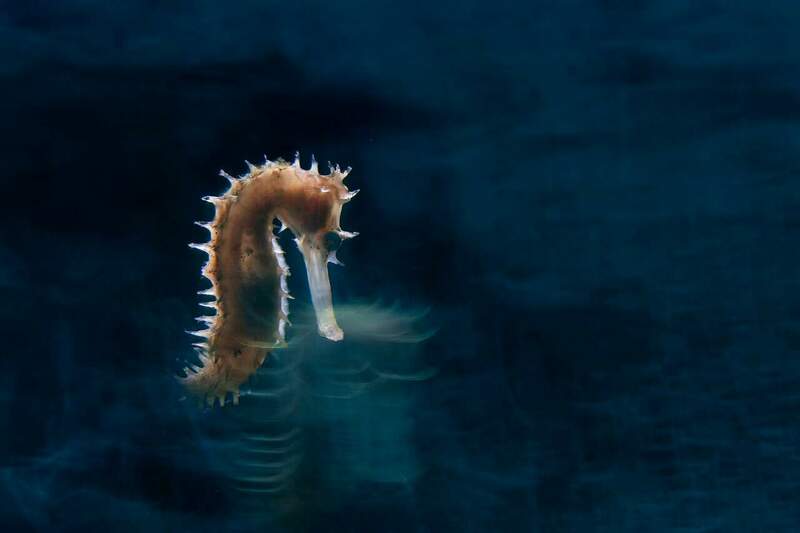 Seahores Ride MOD - RM501231-.jpg