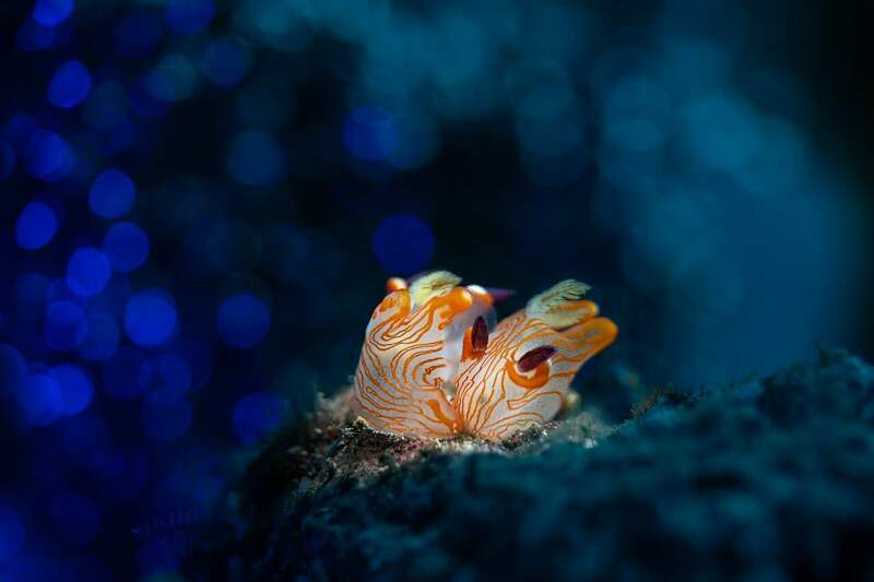 Thecacera sp-2  - RM501409-sharpened.jpg