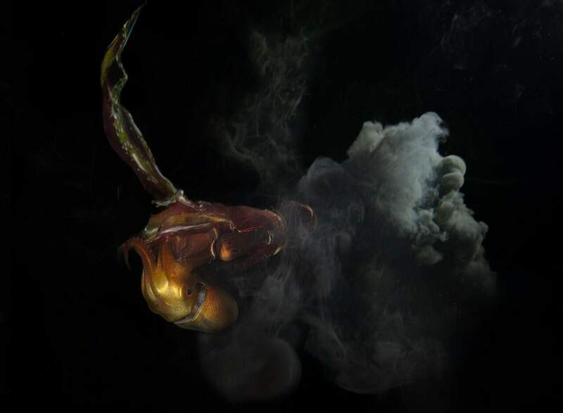 Tremoctopus-RM1_8100 Crop.jpg