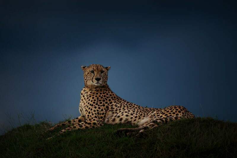 Cheethah - RM503334.jpg