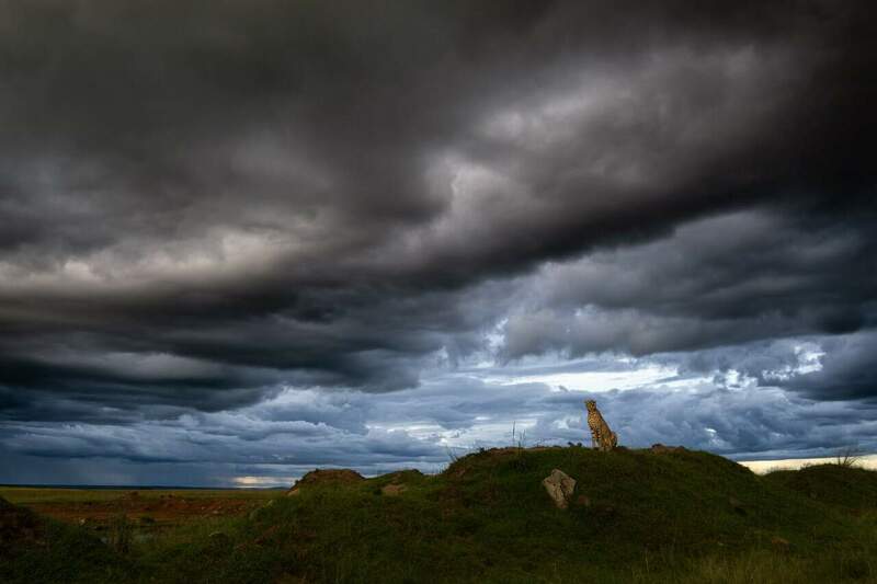 Waiting the storm - Cheetha - RM_04462.jpg