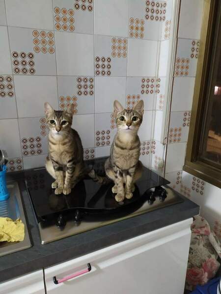 IMG_20240627_045429 (1).jpg