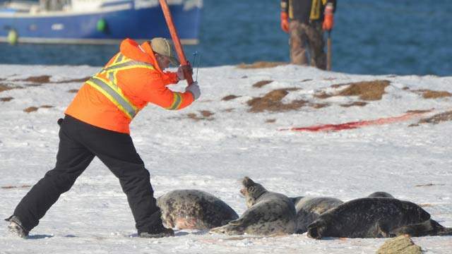caccia-foche.jpg.543137e736e514ff7cd66527c2873151.jpg