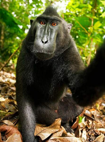 1200px-Macaca_nigra_self-portrait_full_body.thumb.jpg.683cab50026891fe70204a609c36f2e6.jpg