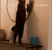 scratching-the-pet-collective.gif.a74bdeb5572c121321cd836c465a038f.gif