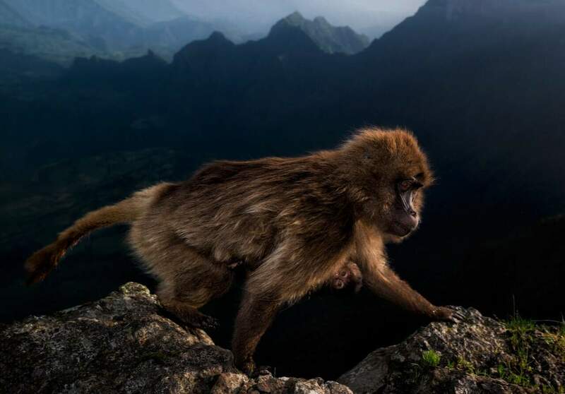 Gelada Monkey.jpg