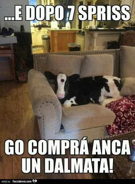 ncmx70rtum-e-dopo-7-spriss-go-compra-anca-un-dalmata-e-dopo-7-spritz-ho-comprato-anche-un-dalmata_b.jpg