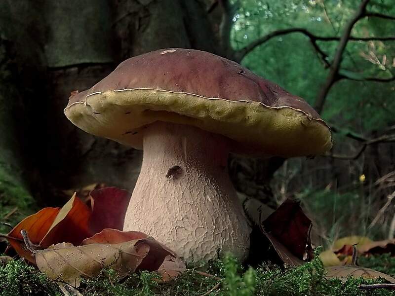 Boletus_edulis_(Tillegem).jpg