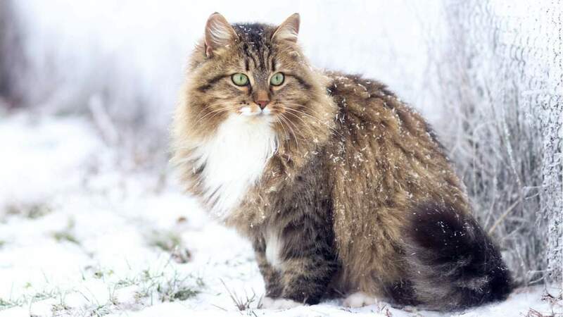 siberiano.jpg