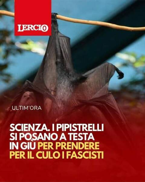 pipistrelli.jpg
