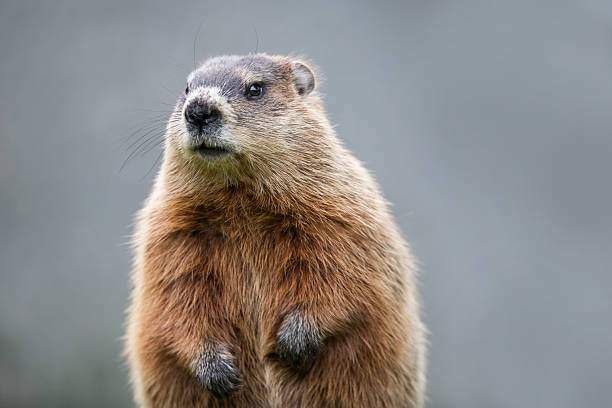 istockphoto-2253416154-612x612.jpg.36af3ffeb687d9a4f1b0fffede49ca40.jpg